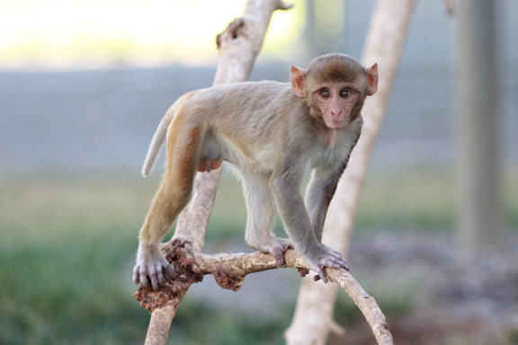 primate monkey animal testing