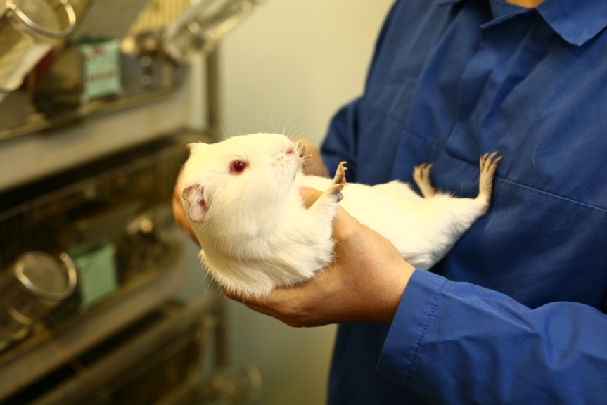guinea pig in research